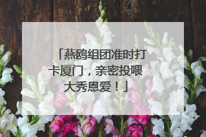 燕鸥组团准时打卡厦门，亲密投喂大秀恩爱！