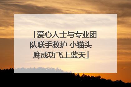 爱心人士与专业团队联手救护 小猫头鹰成功飞上蓝天