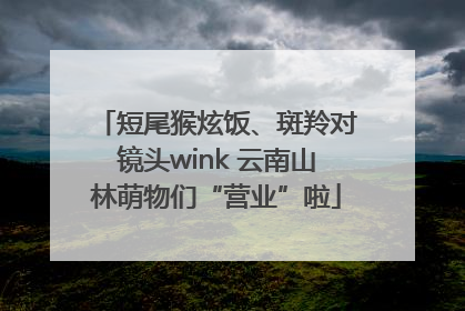 短尾猴炫饭、斑羚对镜头wink 云南山林萌物们“营业”啦
