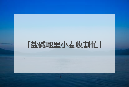 盐碱地里小麦收割忙