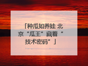 种瓜如养娃 北京“瓜王”藏着“技术密码”