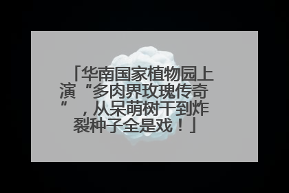 华南国家植物园上演“多肉界玫瑰传奇”，从呆萌树干到炸裂种子全是戏！