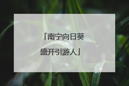 南宁向日葵盛开引游人