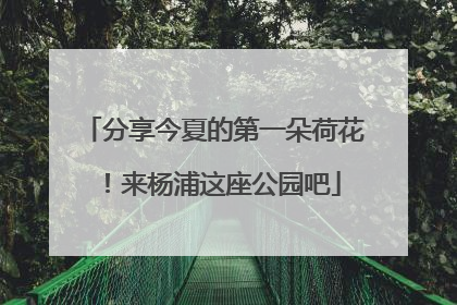 分享今夏的第一朵荷花！来杨浦这座公园吧
