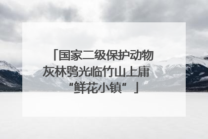 国家二级保护动物灰林鸮光临竹山上庸“鲜花小镇”