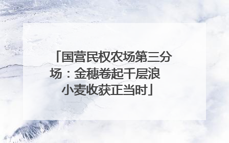 国营民权农场第三分场：金穗卷起千层浪 小麦收获正当时