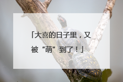 大喜的日子里，又被“萌”到了！