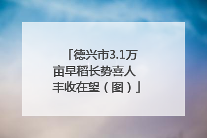 德兴市3.1万亩早稻长势喜人 丰收在望（图）