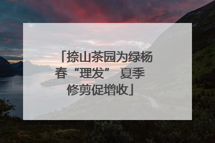 捺山茶园为绿杨春“理发” 夏季修剪促增收