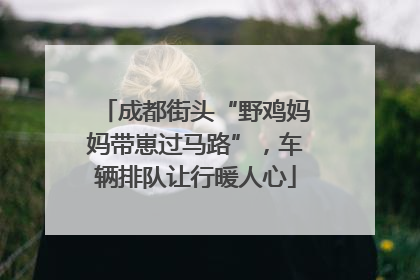成都街头“野鸡妈妈带崽过马路”，车辆排队让行暖人心