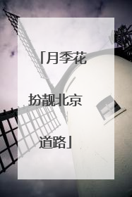 月季花扮靓北京道路