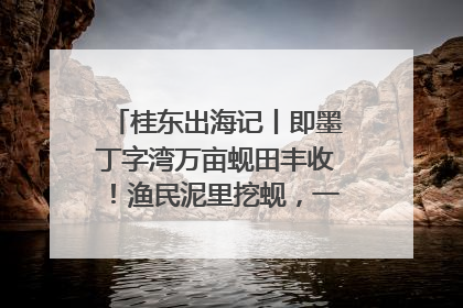 桂东出海记丨即墨丁字湾万亩蚬田丰收！渔民泥里挖蚬，一天上岸过千斤