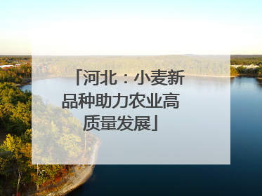 河北：小麦新品种助力农业高质量发展