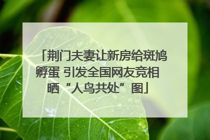荆门夫妻让新房给斑鸠孵蛋 引发全国网友竞相晒“人鸟共处”图