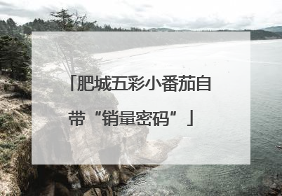 肥城五彩小番茄自带“销量密码”