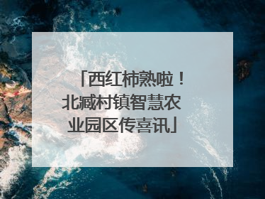 西红柿熟啦！北臧村镇智慧农业园区传喜讯