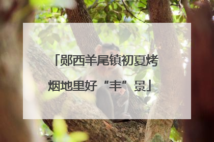 郧西羊尾镇初夏烤烟地里好“丰”景